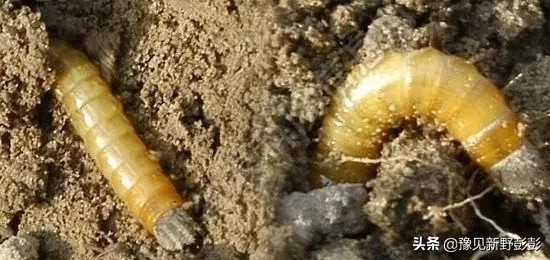 杀灭地下害虫用什么药浇灌,毒辛农药怎样杀灭地下害虫