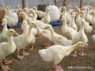 过敏反应判断标准及处理措施,鹅过敏怎么治疗最好