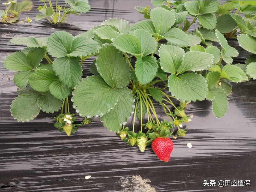 草莓出现红杆怎么处理,草莓根部长白霉了是什么原因