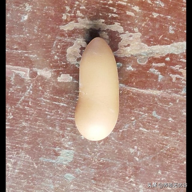 鸡感染新型冠状病毒有什么症状,鸡冠状病毒有什么症状