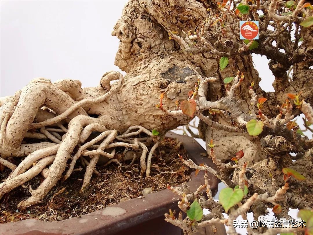 文人杂木盆景精品欣赏,可以做盆景的杂木图片大全