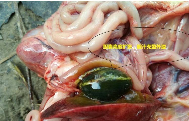 养殖场霉菌疾病,养殖霉菌前景如何