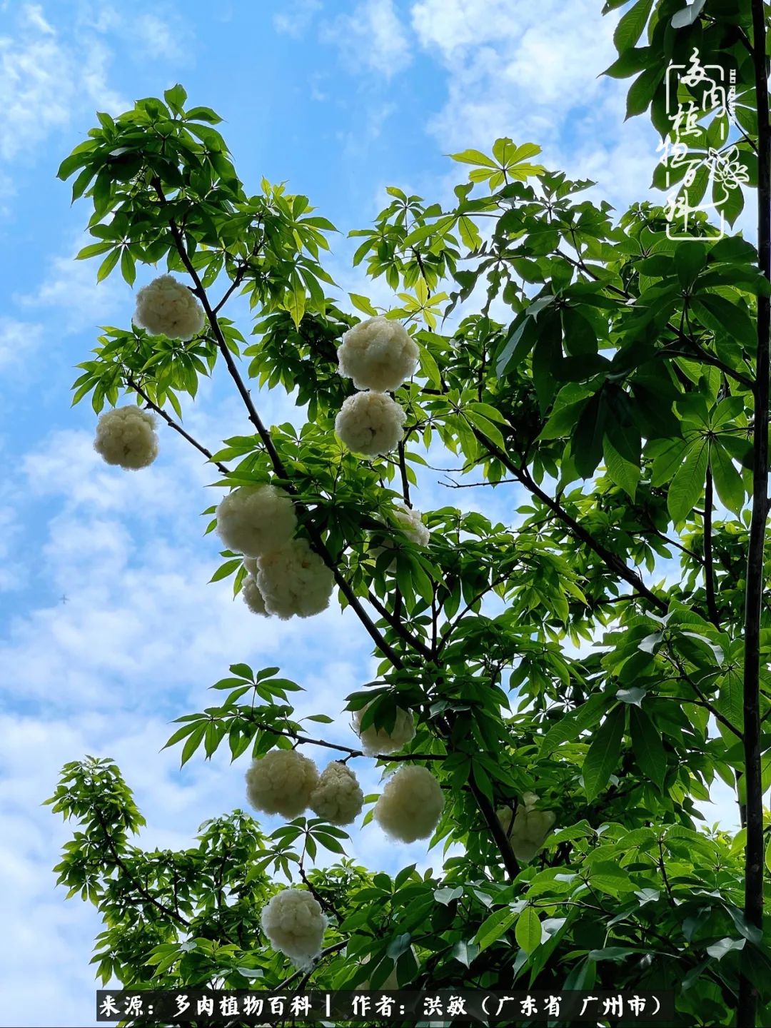 细品广州暴雨后，盛夏来临前的法师