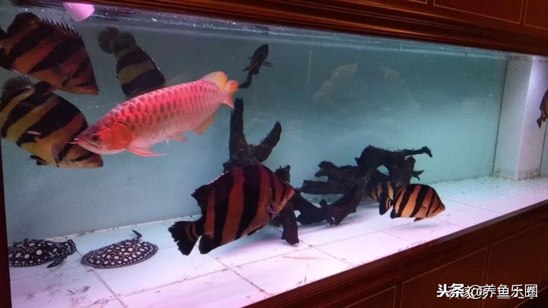 这位土豪家的渔场，光滤材就花了500多万，你确定不要见识一下？