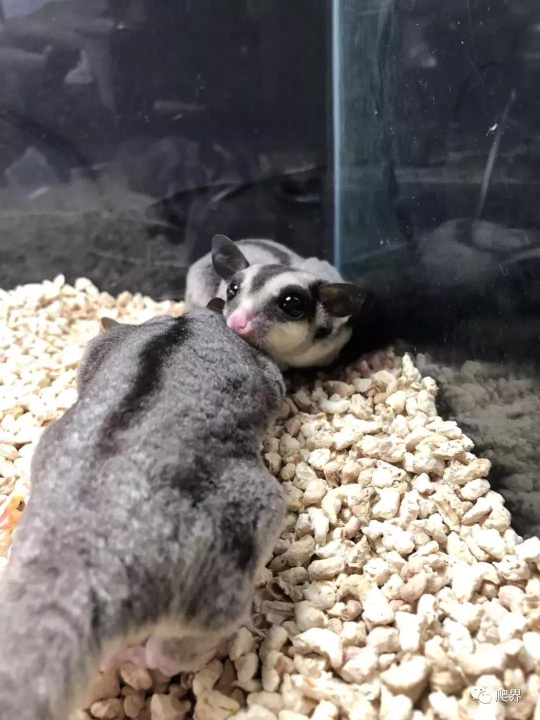 伦敦的爬宠店,隐藏在小区深处的店铺