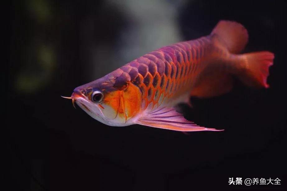 我的龙鱼长得慢怎么回事,龙鱼十天了不开口怎么弄