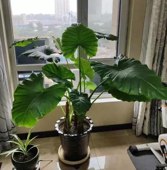 吊兰和绿萝哪个吸甲醛好养,绿萝和吊兰能清除甲醛吗