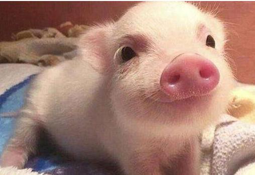 宠物猪多少钱一只实体店,宠物猪多少钱一只