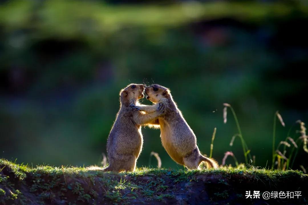 自然合伙人|“三江主人”彭建生：建一座图像喜马拉雅的藏族汉子
