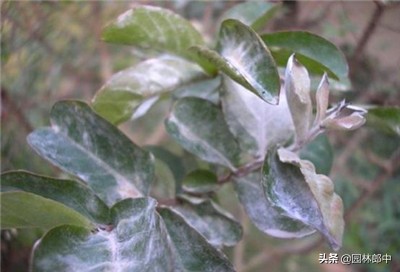 苗木冻伤了怎么补救,苗木受冷怎么补救