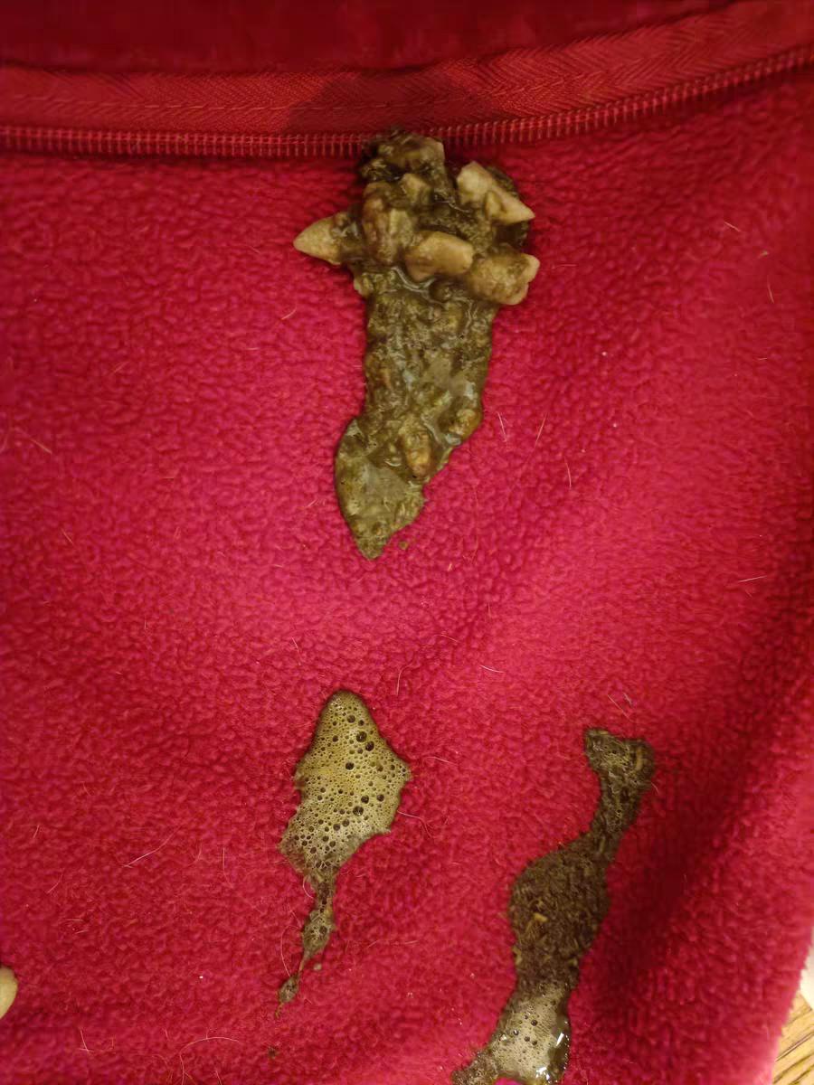 猫咪吐了没消化的猫粮是怎么回事？该怎么办