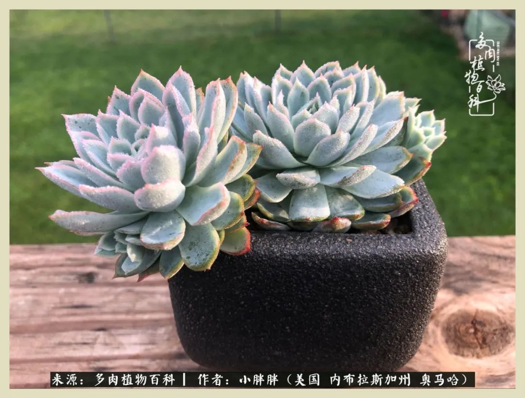 多肉小白入坑攻略,多肉小白2个月成功入坑