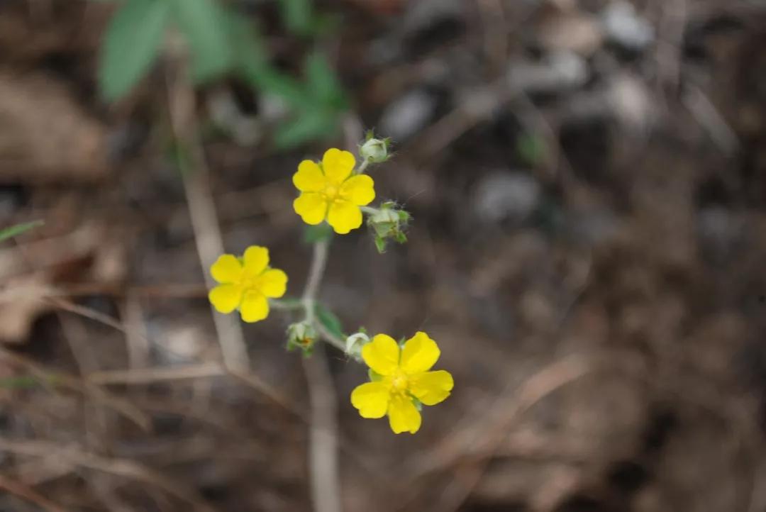 冬天常见中药植物图片及功效,花期长的草本植物图片