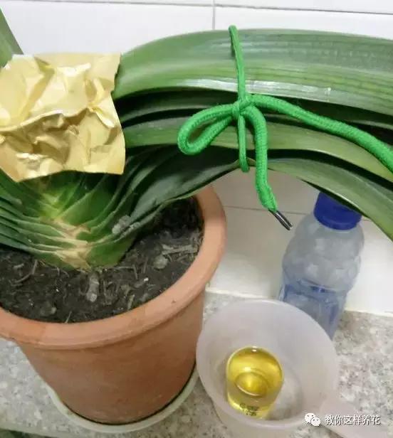 君子兰保命方法,君子兰神奇之处