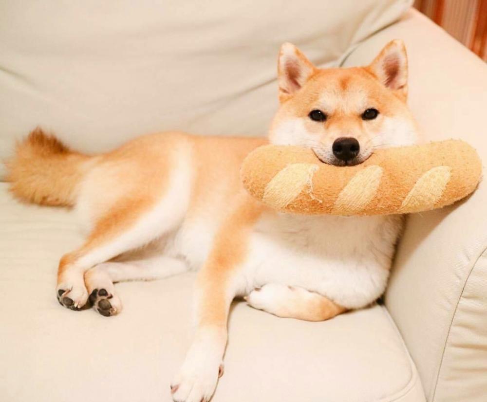 柴犬好养吗柴犬适合上班族养吗,普通人养柴犬需要注意什么