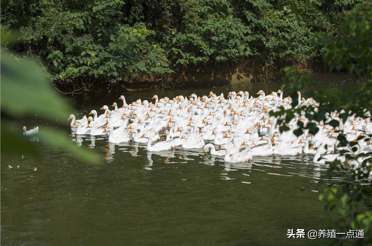 家鹅的常见病有哪些,家鹅的生理构造