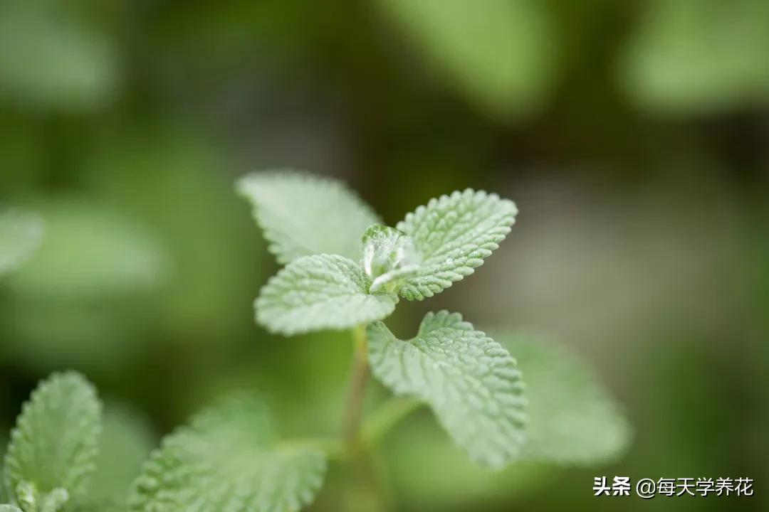 刚发芽的薄荷苗可以水培吗,薄荷能不能水培