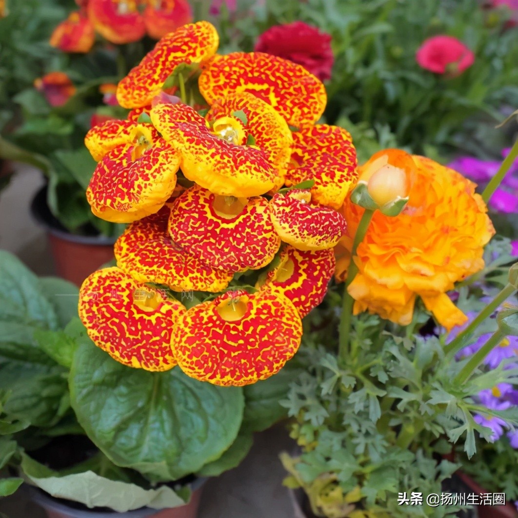 2元花盆批发清仓,2元花卉批发市场