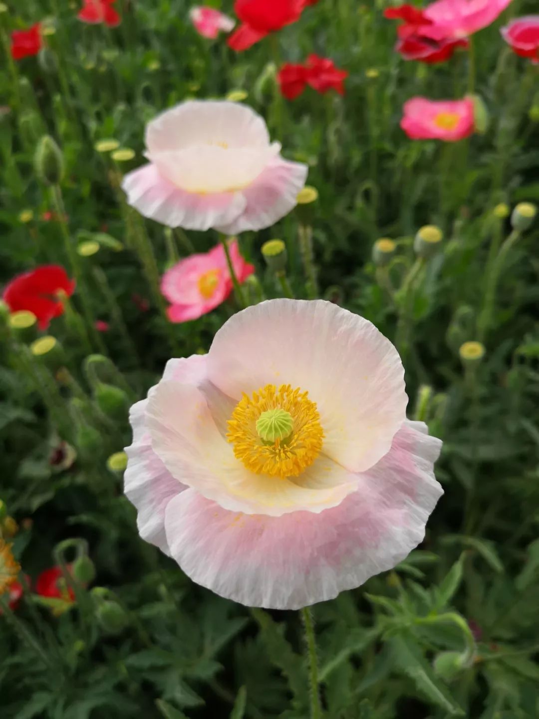 打卡北京紫谷伊甸园虞美人花海,通州看花的景点推荐免费