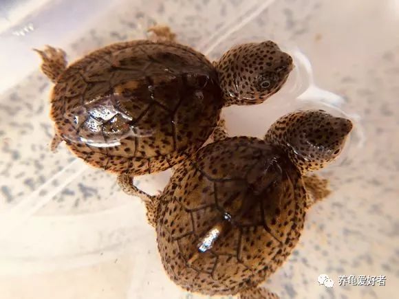 龟白眼病和龟眼睛腐皮的区别,怎么用盐水给得白眼病的龟龟治疗