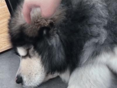 激怒狗子的方法找到了！最后一招最管用！