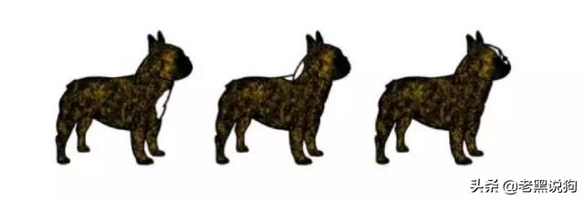 蓝法斗长大后毛色变化,国际认可纯种法斗毛色