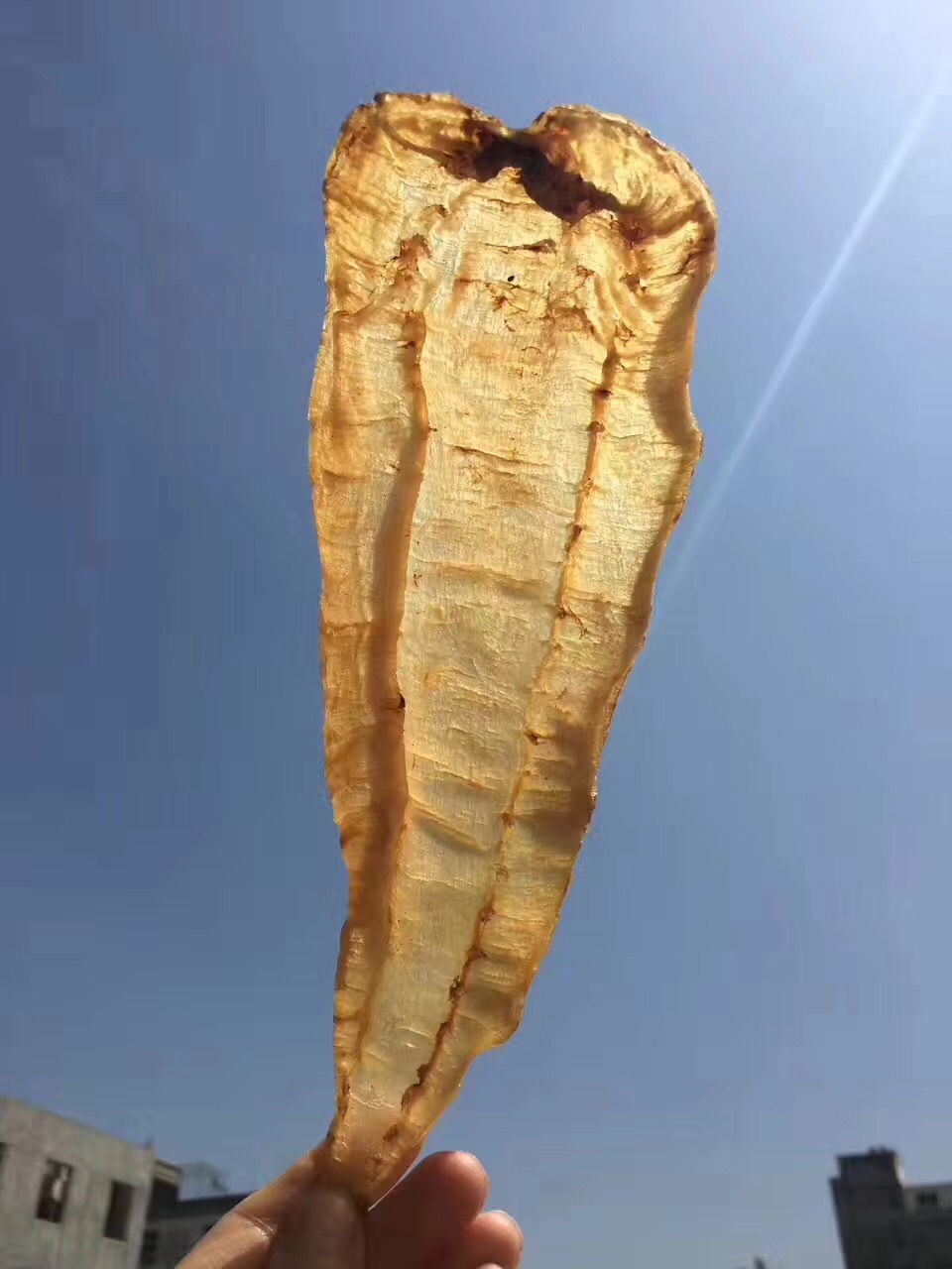 扒一扒真假难辨的旗舰店,赤嘴鳘鱼胶和黄花胶哪个好