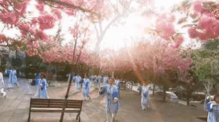 最美的人间四月天演唱视频,最美的人间四月天如约而至