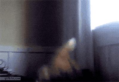 猫咪挑食该如何纠正,几招教你让猫咪不再挑食