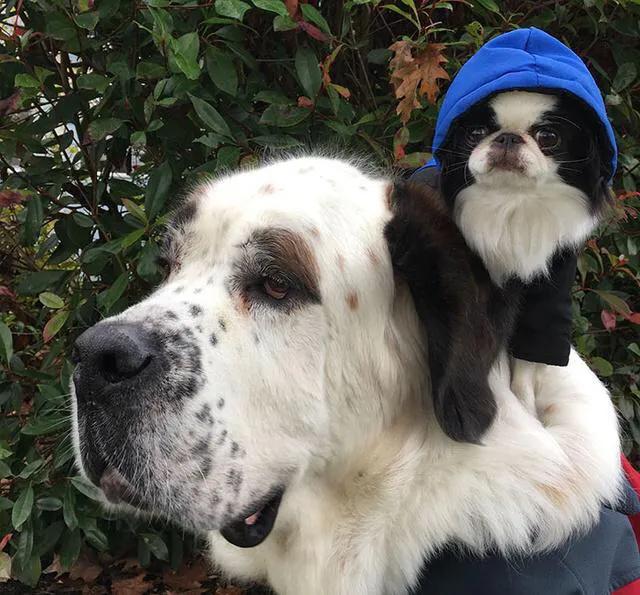 世界各国大型猛犬排名,世界各国猛犬排名