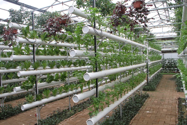 无土栽培蔬菜投资成本,无土栽培设备制作方法