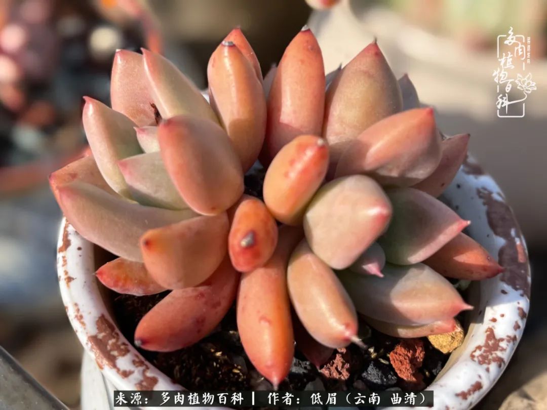 多肉植物百科如何投稿,感谢多肉植物百科的陪伴