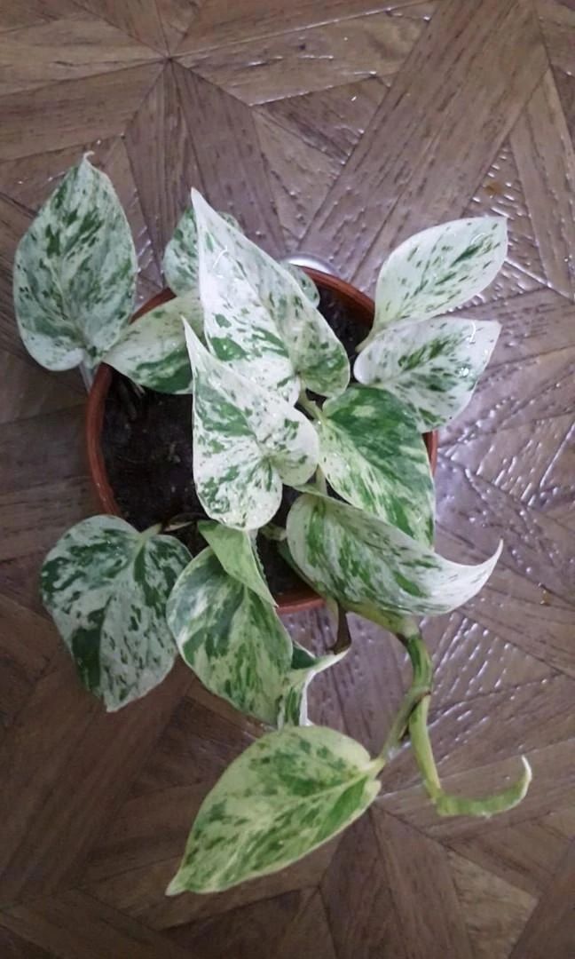 好看的皇后植物,皇后花卉名称