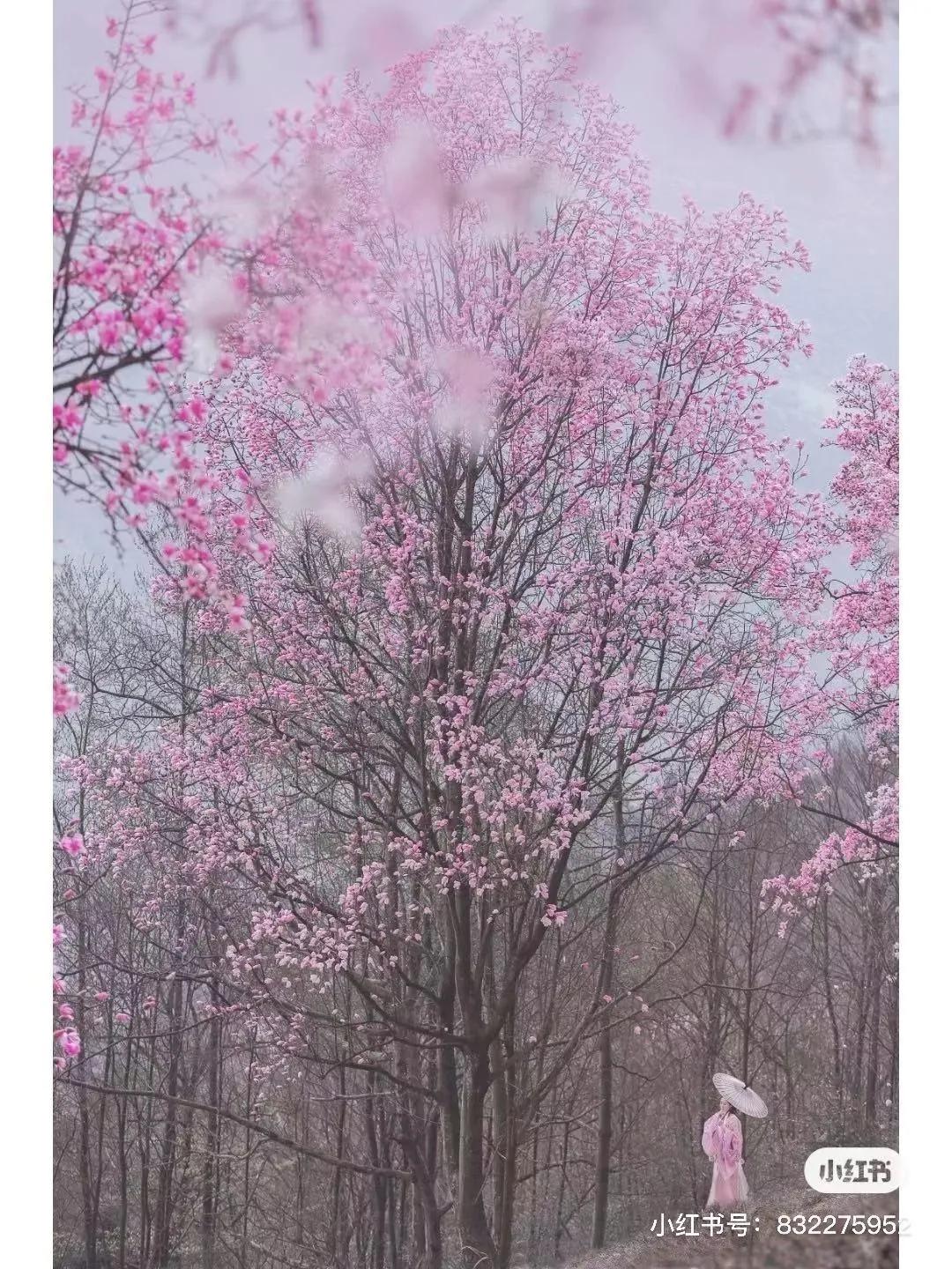 李子柒家乡成旅游景点,李子柒乡愁