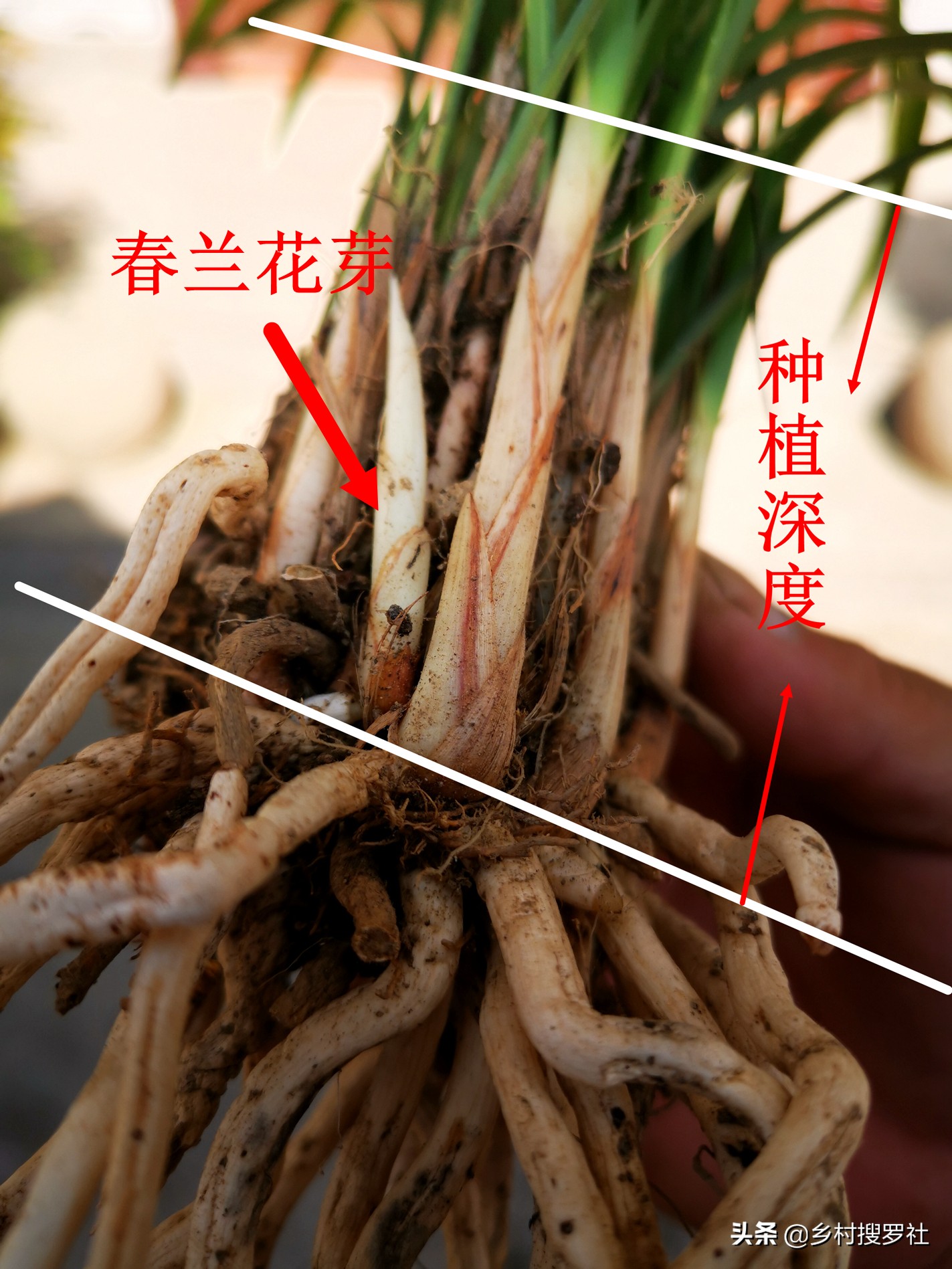 如何施肥让兰花开花快点,兰花长花苞的时候多久施一次肥