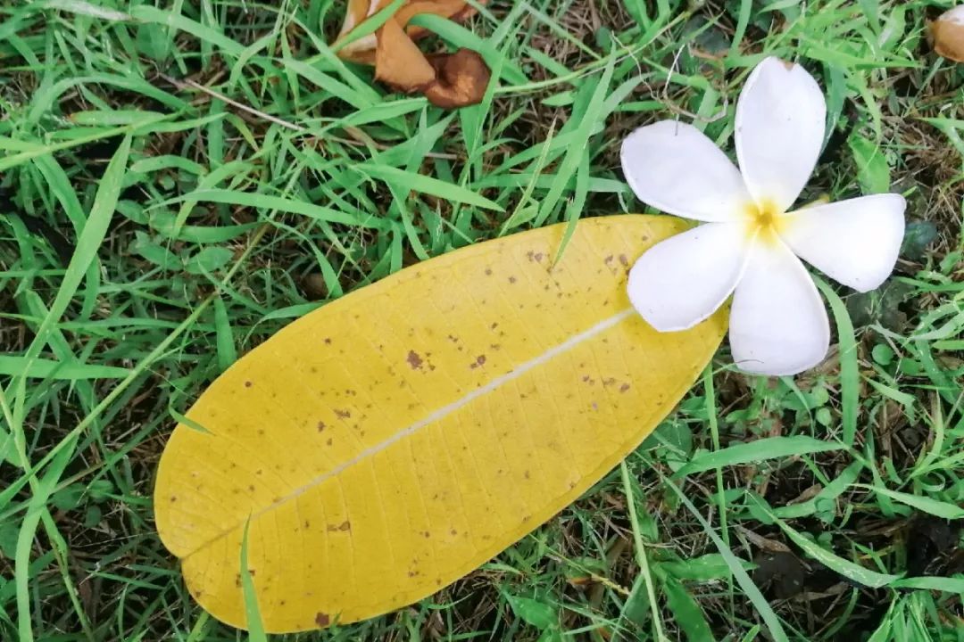 清迈的现状,清迈重逢