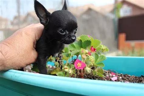 什么样的吉娃娃长不大,吉娃娃品种对比