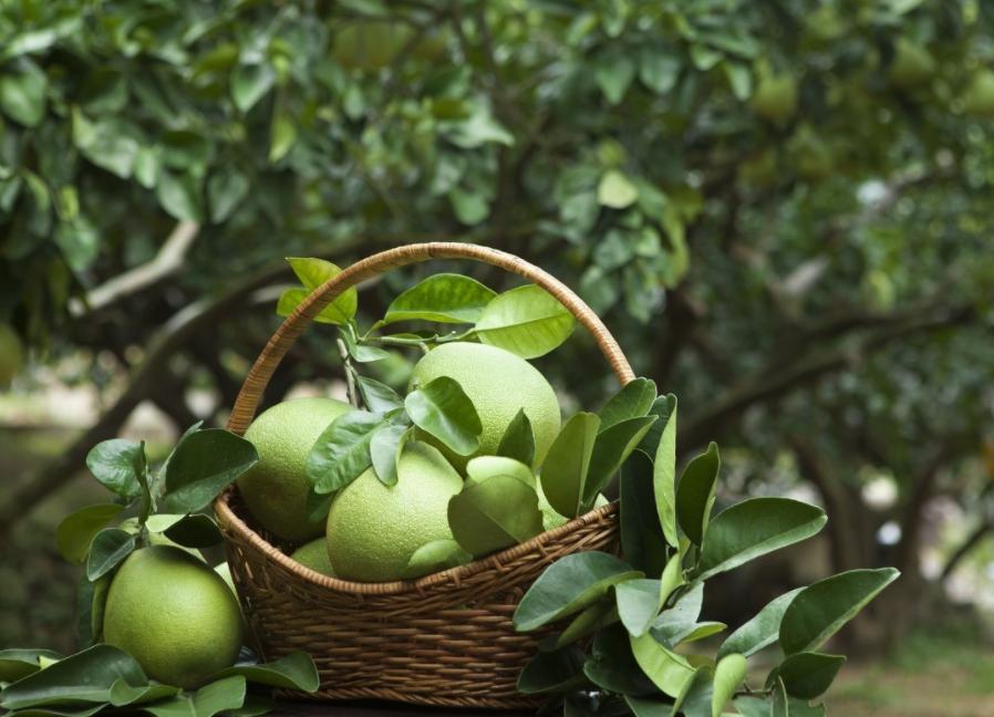 柚子无公害栽培技术,柚子该怎么种又快又营养