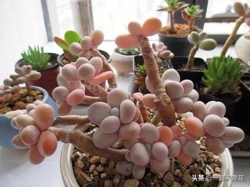 多肉腐黑能变好么,多肉黑应急处理方法