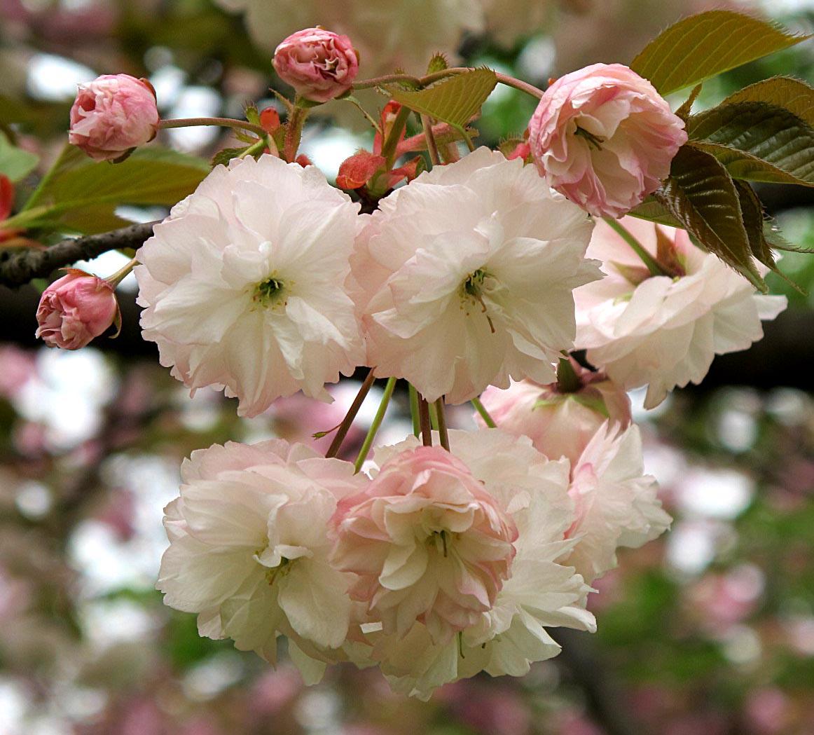 一年一度的樱花大赏,一年一度赏樱花季节又到了