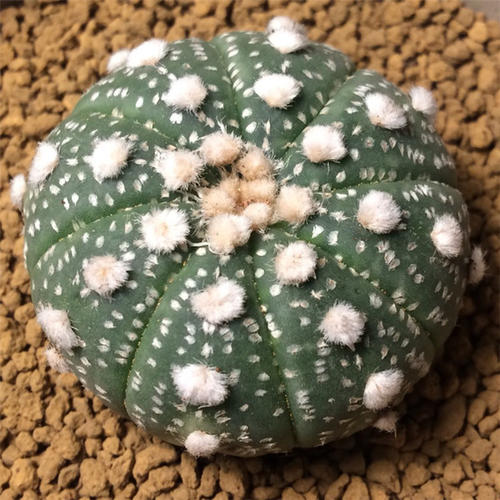 101仙人球,101个仙人球品种