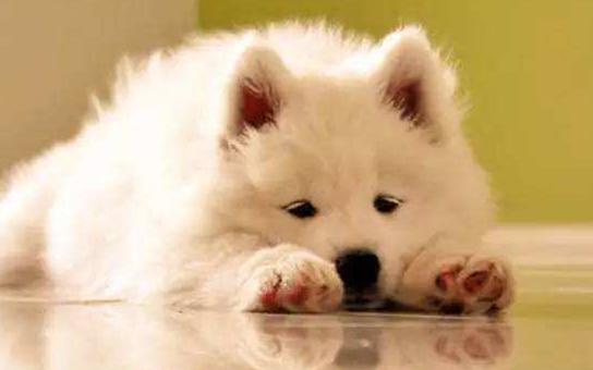 狗狗在家拉肚子怎么办,狗狗拉肚子怎么判断