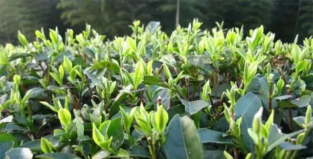 明前茶雨前茶谷雨茶哪个最好,都匀毛尖明前茶还是谷雨茶好