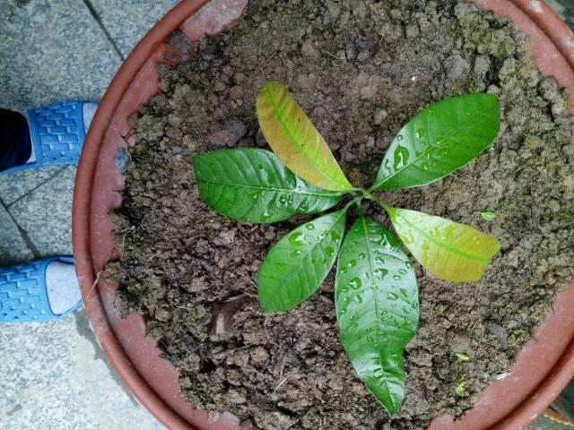芒果盆栽种植方法,盆栽芒果正确种植方法
