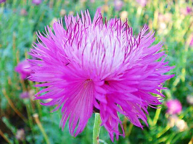 德国国花什么颜色的矢车菊,矢车菊国花