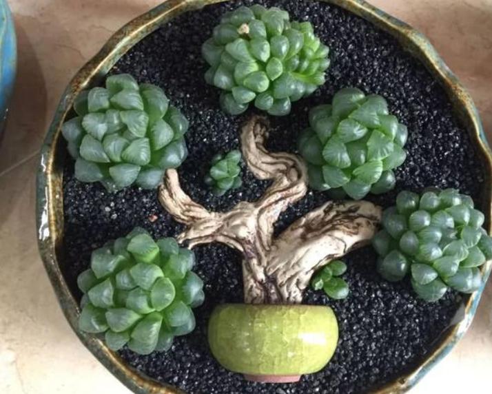 多肉树枝拼盘造景图片,怎么养成老桩多肉