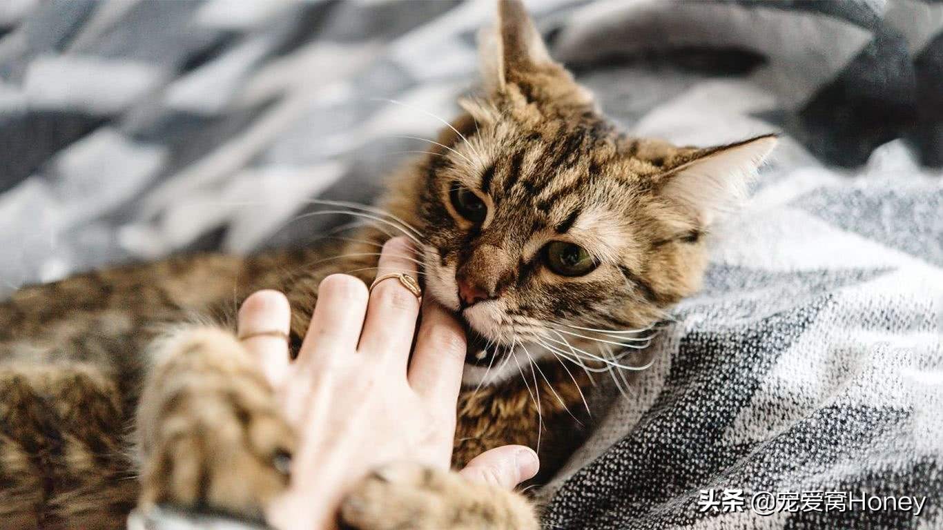 小猫四个月非常的调皮怎么办,小猫四个多月爱抓人