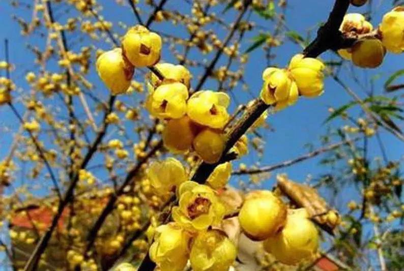 这些梅花真是美不胜收,所有梅花类型