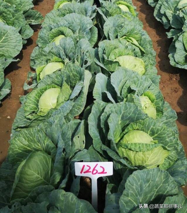 十字花科蔬菜种子,十字花科蔬菜名单