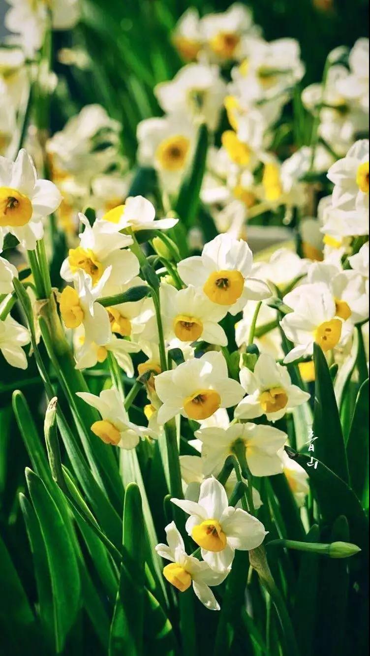 这4种花卉很漂亮花量大观赏度高,20种漂亮花好看不好养